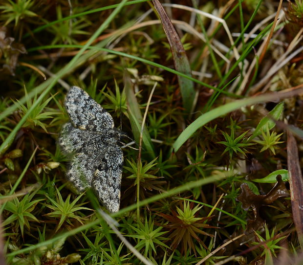 huňatec Glacies coracina