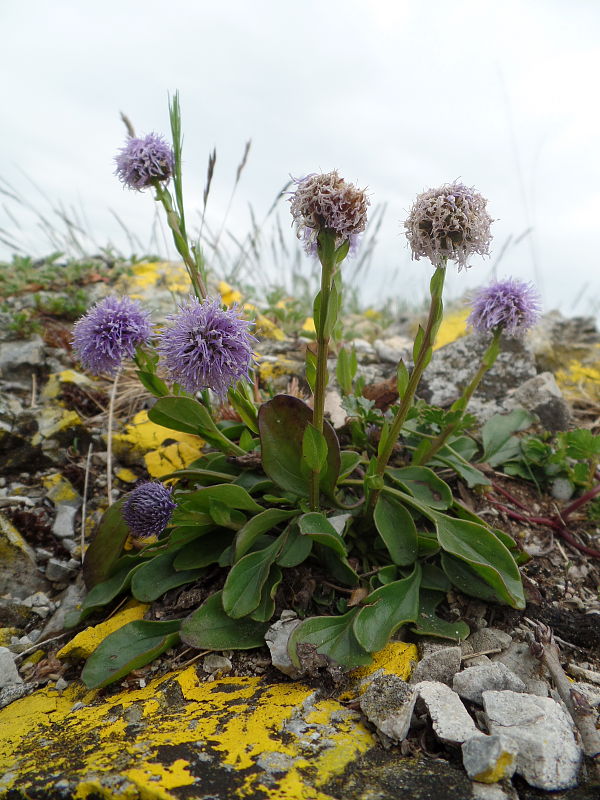 guľôčka Globularia cordifolia L.