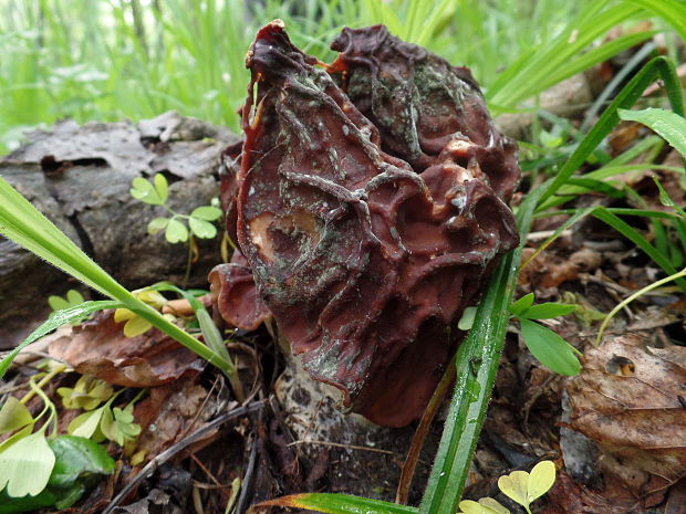 ušiak obrovský Gyromitra gigas (Krombh.) Cooke