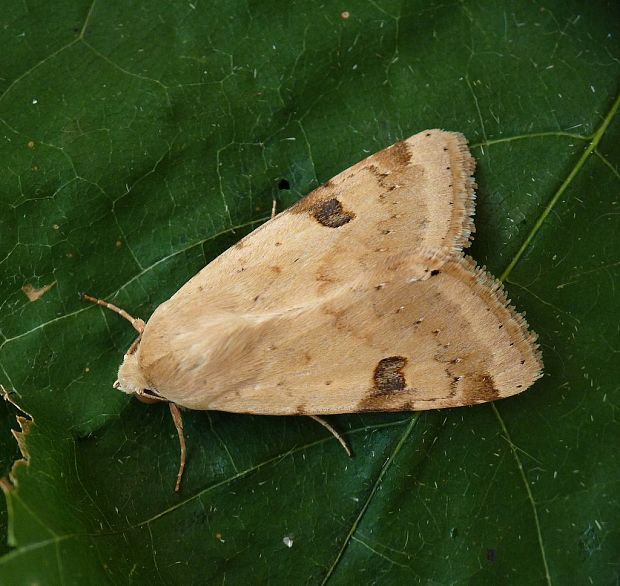 sivkavec blenový Heliothis peltigera