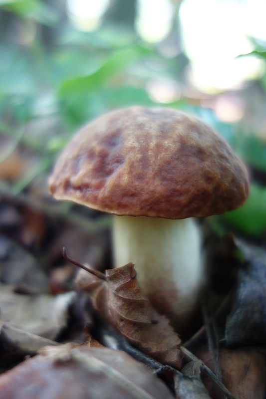 hríb jamkatý Hemileccinum depilatum (Redeuilh) Šutara