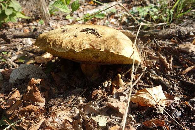 hríb plavý Hemileccinum impolitum (Fr.) Šutara