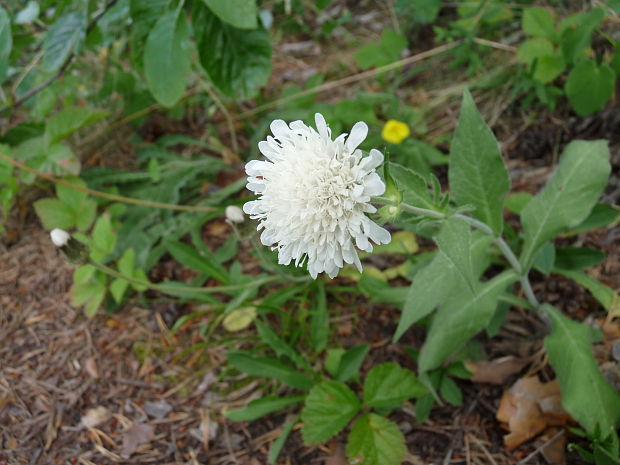 chrastavec Knautia sp.