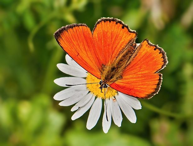 ohniváčik zlatobýľovy Lycaena virgaureae ♂