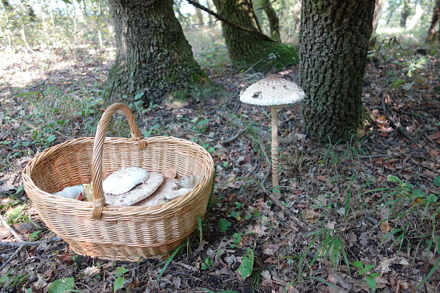 bedľa vysoká Macrolepiota procera (Scop.) Singer