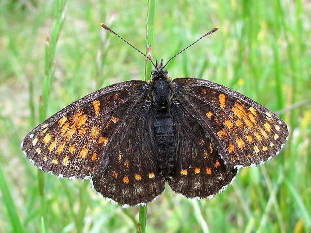 hnědásek rozrazilový Melitaea diamina