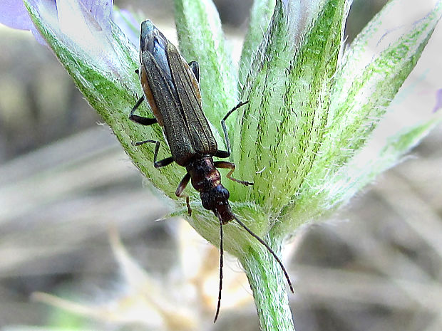 stehenáč Oedemera femorata, F