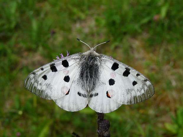 jasoň červenooký Parnassius apollo