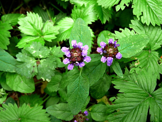 čiernohlávok obyčajný Prunella vulgaris L.