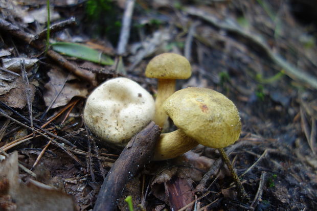 suchohríb cudzopasný Pseudoboletus parasiticus (Bull.) Šutara