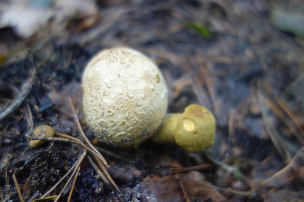 suchohríb cudzopasný Pseudoboletus parasiticus (Bull.) Šutara