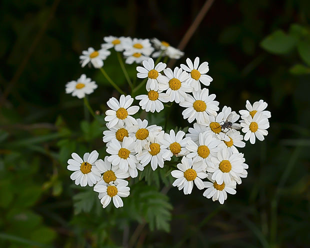 rimbaba Pyrethrum sp.