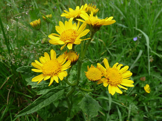 starček subalpínsky Senecio subalpinus W. D. J. Koch