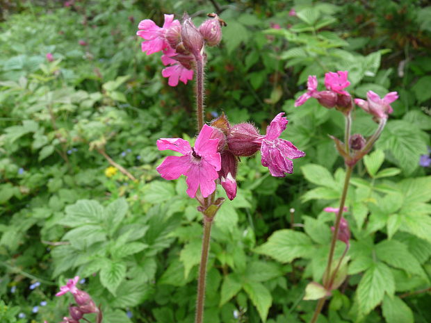 silenka červená Silene dioica (L.) Clairv.