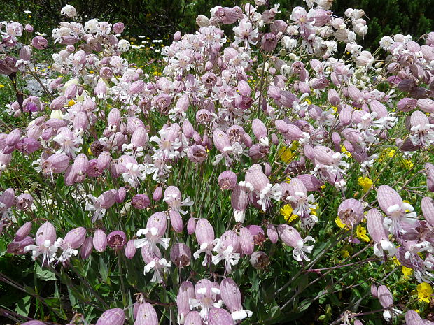 silenka obyčajná Silene vulgaris (Moench) Garcke