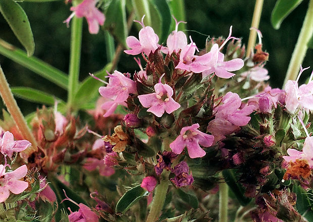 dúška Thymus sp.