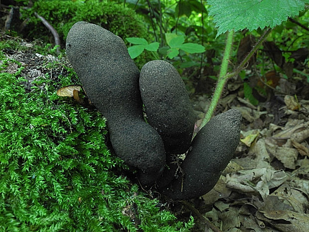 drevnatec kyjakovitý Xylaria polymorpha (Pers.) Grev.