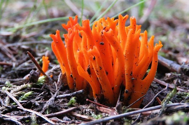 parôžkovec lepkavý Calocera viscosa (Pers.) Fr.