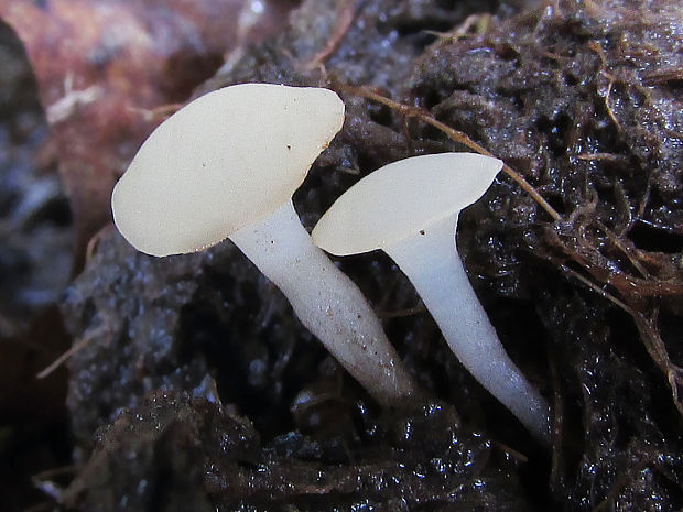 vodnička obyčajná Cudoniella clavus (Alb. & Schwein.) Dennis