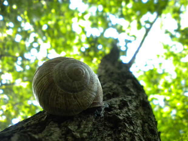 slimák záhradný Helix pomatia