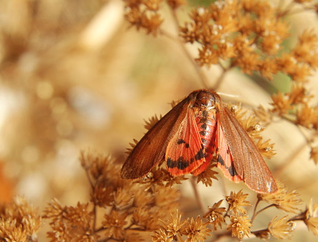 spriadač štiavcový Phragmatobia fuliginosa Linnaeus,175