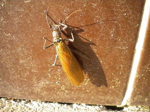 pošvatka Plecoptera sp.