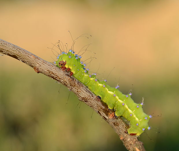 okáň hruškový Saturnia pyri