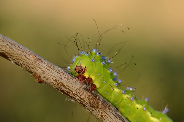 okáň hruškový Saturnia pyri