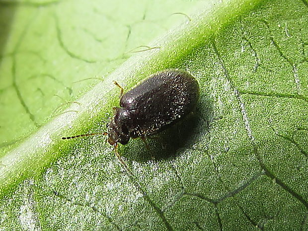 brouk Scirtidae