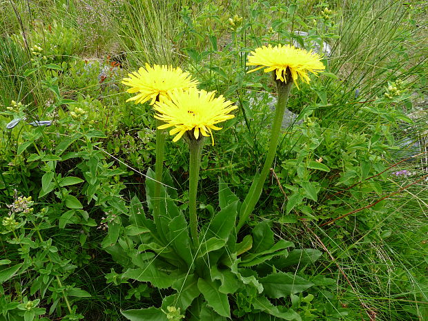 prasatnica jednoúborová Trommsdorffia uniflora (Vill.) Soják