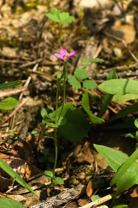 zemežlč spanilá Centaurium pulchellum (Sw.) Druce