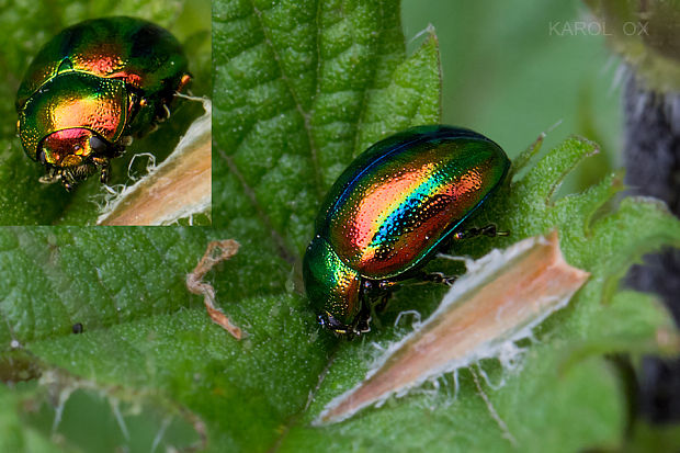 liskavka dúhová Chrysolina fastuosa