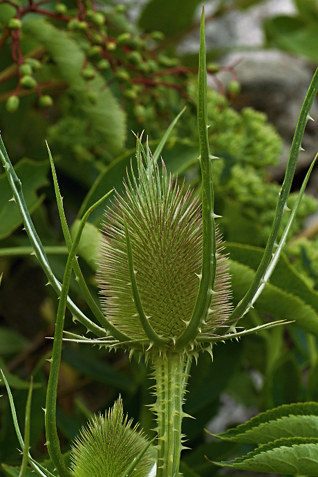 štetka laločnatá Dipsacus laciniatus L.