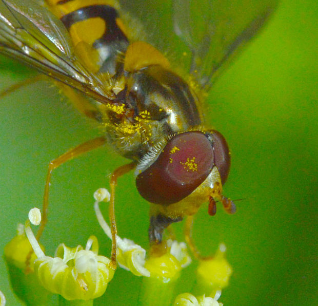 pestrica pruhovaná Episyrphus balteatus