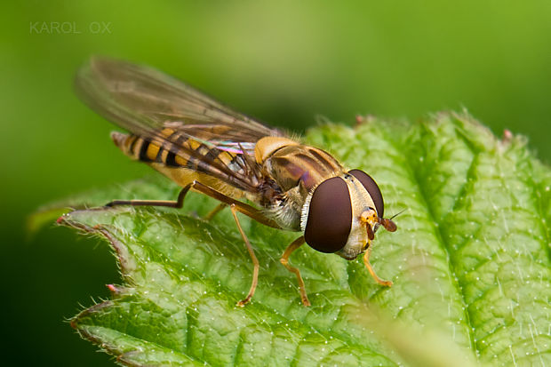 pestrica pruhovaná  Episyrphus balteatus