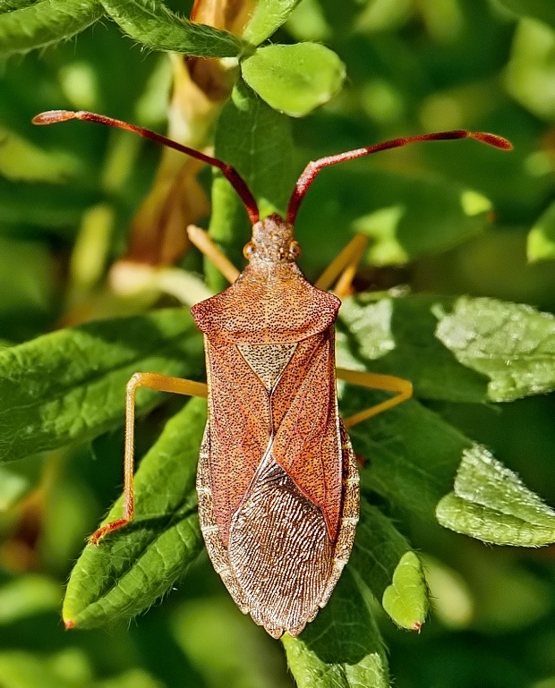 bzdocha Gonocerus acuteangulatus