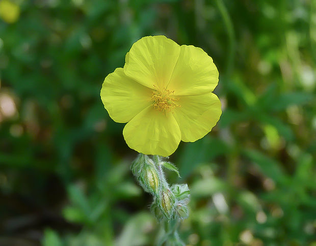 devätorník  Helianthemum sp.