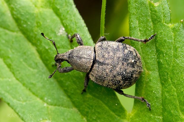 nosánik Liophloeus liptoviensis (cf.)