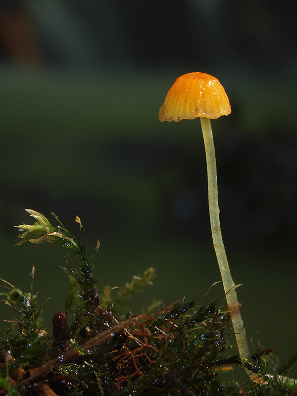 prilbička ihličková Mycena acicula (Schaeff.) P. Kumm.