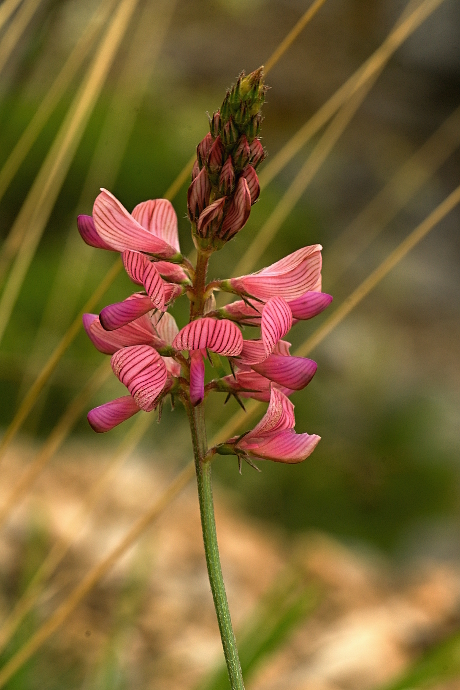 vičenec vikolistý Onobrychis viciifolia Scop.