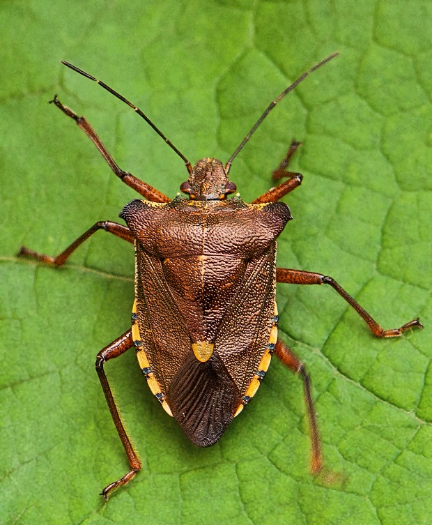 bzdocha červenonohá Pentatoma rufipes