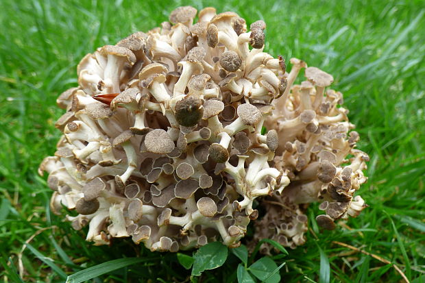 trúdnik klobúčkatý Polyporus umbellatus (Pers.) Fr.