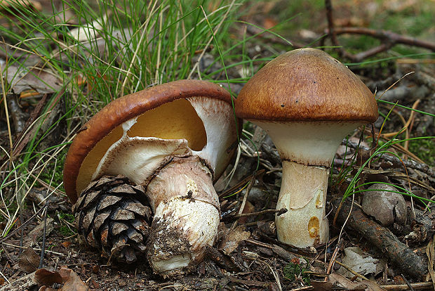 masliak obyčajný Suillus luteus (L.) Roussel