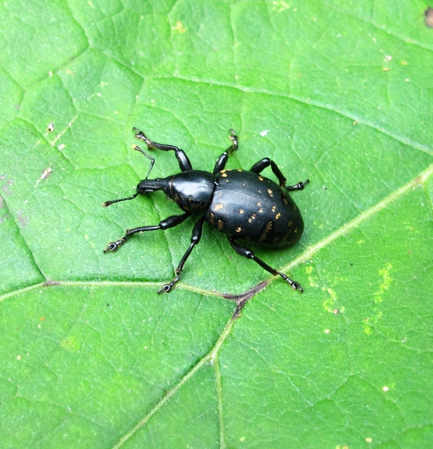 tvrdoň deväťsilový  Liparus glabrirostris