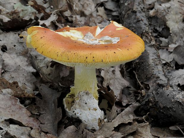 muchotrávka cisárska Amanita caesarea (Scop.) Pers.