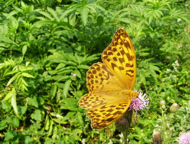 perlovec striebristopásy Argynnis paphia