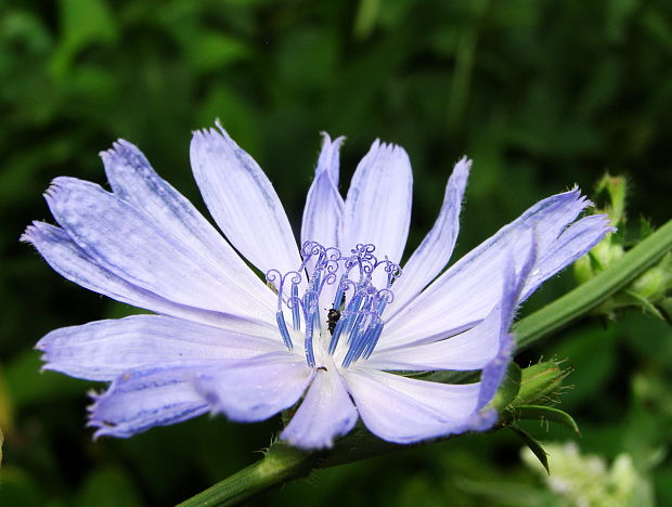 čakanka obyčajná Cichorium intybus L.