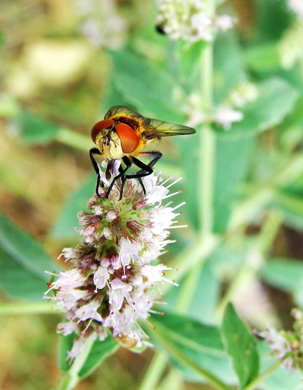 bystruša Cistogaste Cistogaster globosa Dipt,,Tachinidae