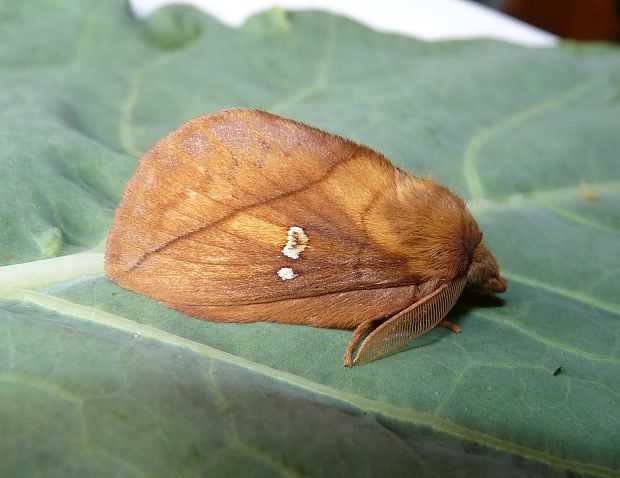 priadkovec trávový / bourovec trávový  Euthrix potatoria