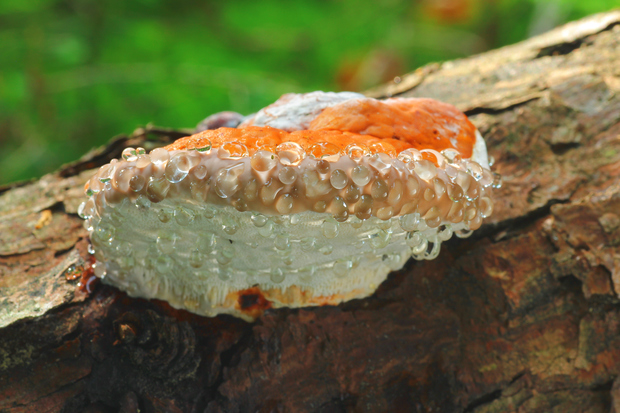 práchnovček pásikavý Fomitopsis pinicola (Sw.) P. Karst.